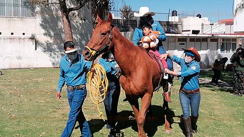 El equipo de terapias ecuestres ya gestionó la donación de otro ejemplar del municipio de Álvaro Obregón (Foto: Aned Ayala)