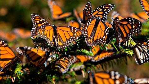 Michoacán, privilegiado por la migración de la mariposa monarca: Luna (Foto: Cortesía)