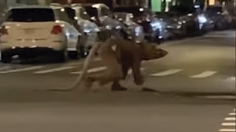 El individuo hace gestos extraños para después cruzar la calle (Foto: fotograma YouTube/ @Videlo)