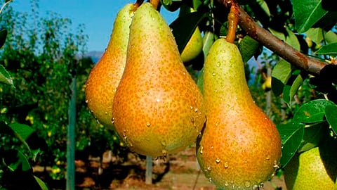 Se denomina pera al fruto de distintas especies del género Pyrus, integrado por árboles caducifolios conocidos comúnmente como perales (Foto Cortesía)  