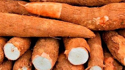 La yuca es un arbusto perenne de la familia de las euforbiáceas extensamente cultivado en América, África y Oceanía por sus raíces con almidones de alto valor alimentario (Foto Cortesía) 
