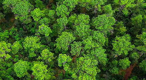 Declararían áreas naturales protegidas en franja aguacatera