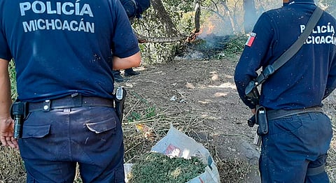 Se realizó la incineración del plantío y se procedió a incautar la hierba seca, para ser puesta a disposición de la autoridad correspondiente (Foto Cortesía) 