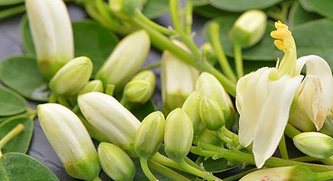 Con una producción de mil 170 toneladas, Michoacán aporta el 85.2 por ciento del total en la República mexicana (Foto facebook SOL Moringa) 