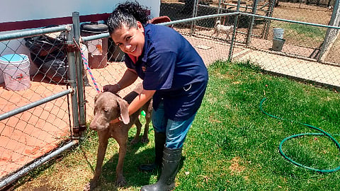 Las campañas de vacunación y desparasitación se mantienen (Foto Facebook: Centro de Atencion Animal - H Ayuntamiento de Morelia)