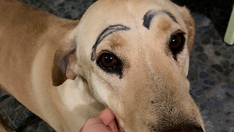 Sultán salió de su casa por un descuido y cuando regresó alguien le había dibujado unas cejas gruesas en su cara (Foto Twitter: @Jiseland )