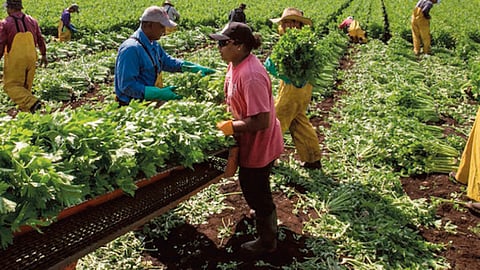 Michoacán es de los tres estados que a nivel nacional no tiene tantos efectos negativos en los sectores productivos (Foto: archivo) 