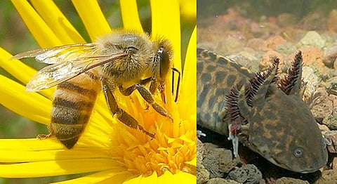 También acordaron la reactivación del grupo mangle, atender un exhorto para la conservación del achoque en el Lago de Pátzcuaro, entre otros temas (Foto Cortesía) 