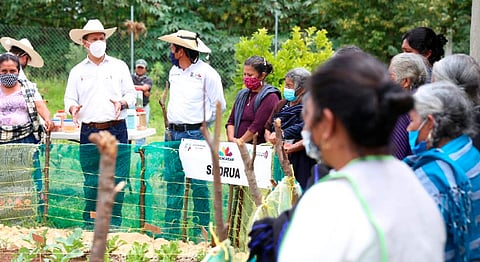 Se están produciendo granos, hortalizas y frutos orgánicos de alta calidad agroalimentaria (Foto Cortesía) 

