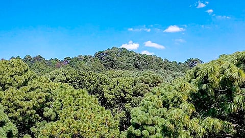 Esta categoría se caracteriza por el interés de los poseedores de los predios por la conservación de los recursos naturales: Ricardo Luna (Foto Cortesía)  