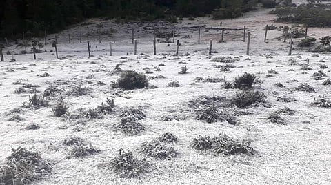  El Servicio Meteorológico Nacional pronosticó temperaturas muy frías en zonas altas del estado de Michoacán (Foto: Mariposa Monarca Santuario Sierra Chincua – Oficial)