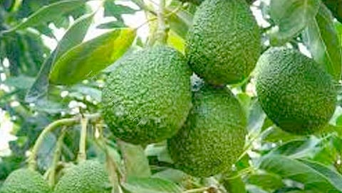 Aguacate y berries, siguen siendo los cultivos que mayor rentabilidad aportan en el campo michoacano (Foto Cortesía) 