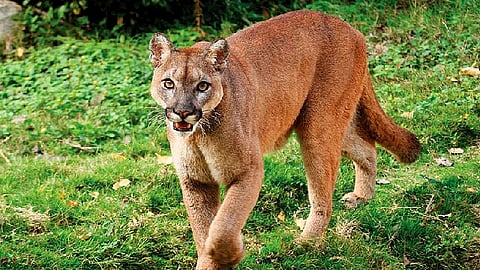 Este ejemplar de puma o león de montaña se encuentra en la lista roja de especies amenazadas (Foto Ilustrativa: https://www.tamaulipas.gob.mx/)