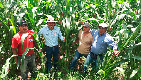 Más de 40 cultivos, confirmaron la confianza en las técnicas agroecológicas impulsadas por el Gobierno de Silvano Aureoles Conejo (Foto Cortesía) 