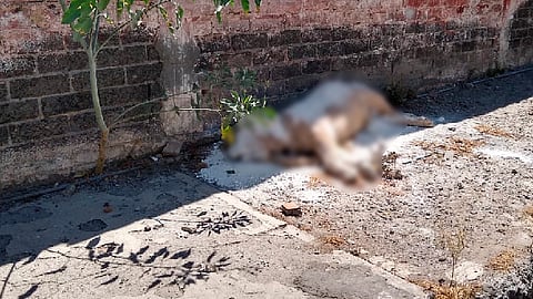 vecinos reportaron que no saben quién abandonó el cuerpo del león en dicho lugar (Foto TW: @nanoo_07)