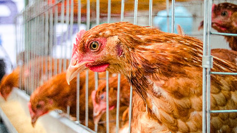 Para que la infección humana suceda se debe estar expuesto a un gran número de aves de corral infectadas (Foto: https://www.gob.mx/agricultura)