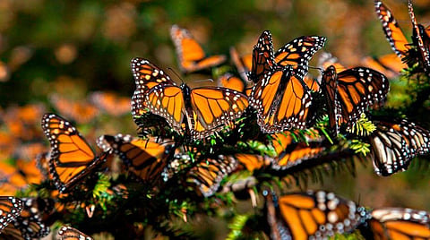 Dos de nueve colonias se asentaron en Michoacán, de acuerdo al reporte (Foto: Comisión Nacional de Áreas Naturales Protegidas)
