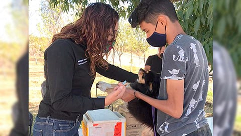 El propósito es acercar dichos servicios y así evitar que perros y gatos contraigan enfermedades que ponga en riesgo su salud (Foto Cortesía) 