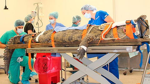 Las imágenes de la cirugía rápidamente se hicieron virales (Foto Facebook: University of Florida College of Veterinary Medicine)