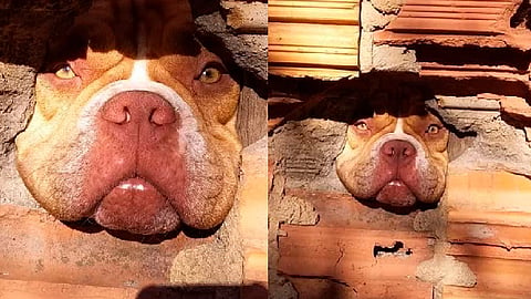 La pitbull americana fue acusada de estar "espiando" (Foto FB: Jéssica Fernanda)