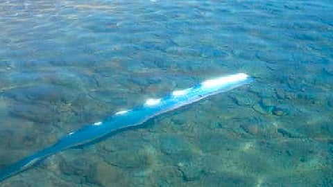 Al parecer se trató de un pez de aproximadamente cuatro metros de largo (Foto TW: @EarthquakeChil1 )