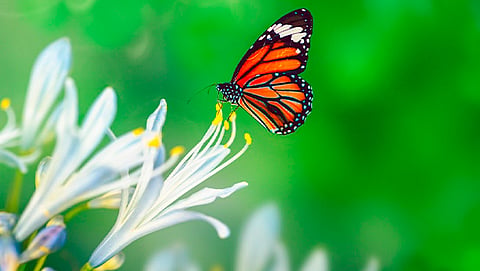 A nivel nacional, las nueve colonias de mariposa monarca alcanzaron una superficie de bosque de 2.10 hectáreas (Foto Cortesía) 