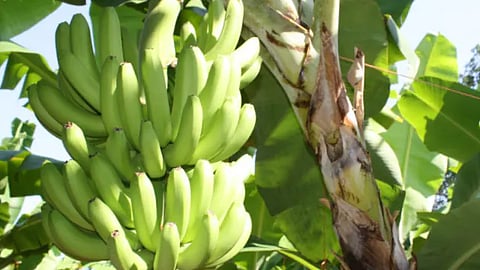 El comercio internacional de esta fruta en el país asciende a más de 21 millones de toneladas al año (Foto: cortesía)