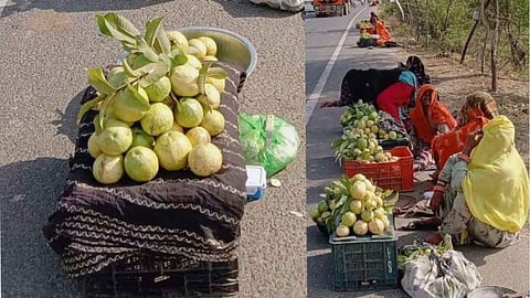 Guava from Sawaimadhopur, Rajasthan [Photo- Abdul Mahir, The Mooknayak]