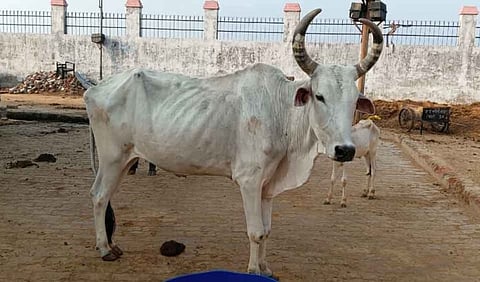 A cow in Kanha Gaushala, located inRudhauli Nagar Panchayat. [Photo- Rajan Chaudhary, The Mooknayak]