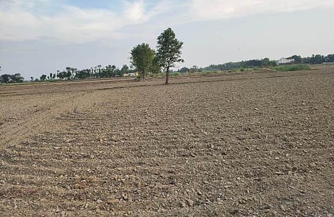 Fields prepared for paddy, however, transplanting has been delayed due to lack of availability of water in the canal for irrigation. [Photo: Brijesh Kumar, The Mooknayak]
