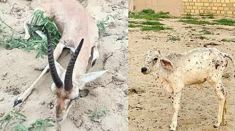 Lumpy disease kills 30,000 cows while 50,000 are infected