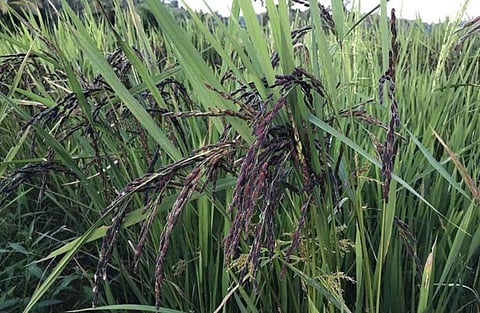 Kalanamak paddy crop in a field in Basti district [Photo- Rajan Chaudhary, The Mooknayak]
