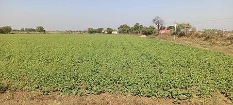 गुणवत्ता के चलते भरतपुर के सरसों तेल की देश विदेश में डिमांड [फोटो- अब्दुल माहिर, द मूकनायक]
