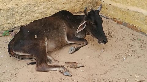 लंपी रोग पशुओं के लिए बनी चुनौती 