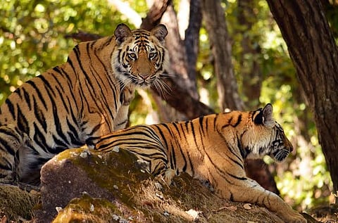 मध्य प्रदेशः टाइगर रिजर्व में बढ़ रहा बाघों का कुनबा