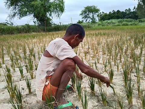 ग्राउंड रिपोर्टः सूखती फसल को चारे की तरह इस्तेमाल कर रहे किसान