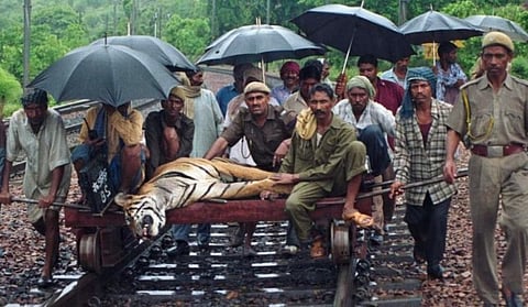 राजस्थान, मुकन्दरा हिल्स टाइगर रिजर्व (दर्रा) में 15 जुलाई 2003 को ट्रेन की चपेट में आने से टाइगर की मौत के बाद का नजारा (फाइल फोटो) 