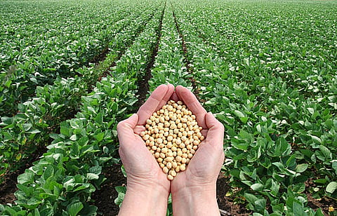 Human hand holding soybean, with field  in background