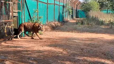 मुकुन्दरा के दरा की जगह इस बार रावतभाटा रोड सेल्जर इलाके में छोड़ा गया टाइगर [फोटो- अब्दुल माहिर, द मूकनायक]