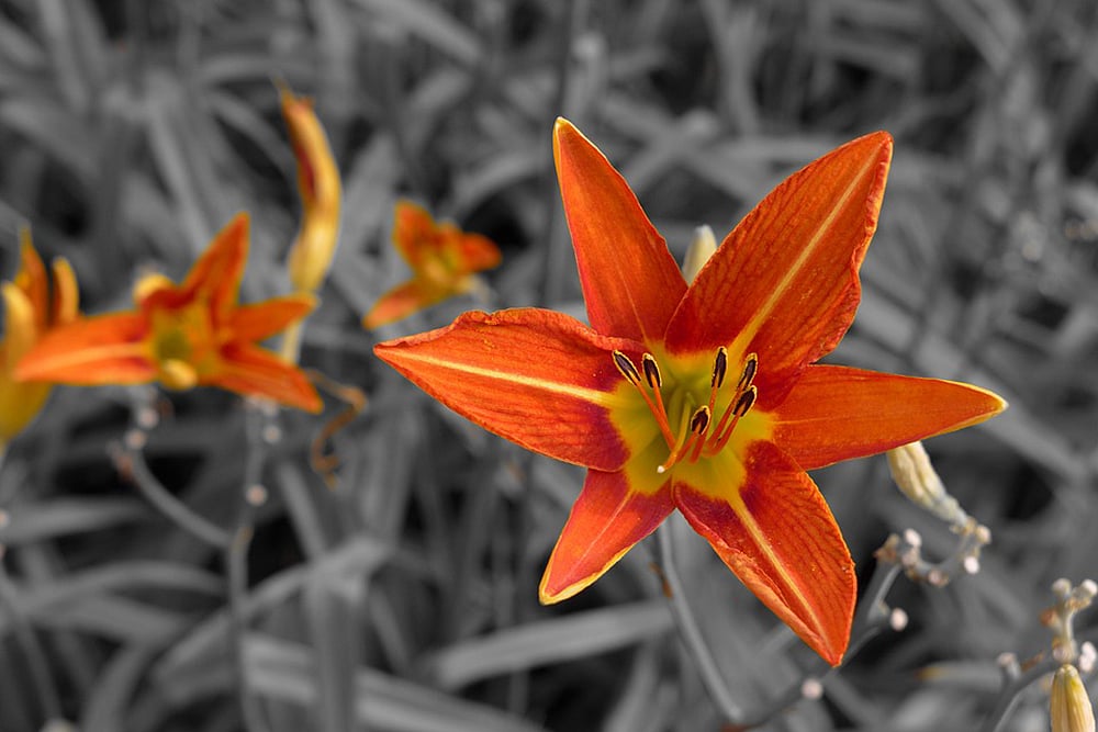“Someone has decreed that all the flowers will henceforth be of one colour”