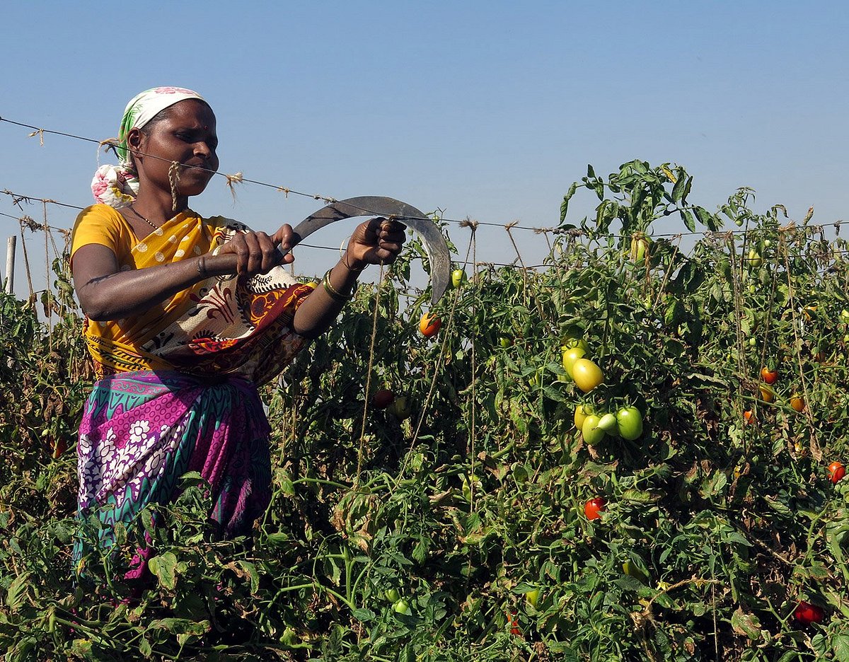 

Demonetisation takes the sauce out of Nashik’s tomatoes 