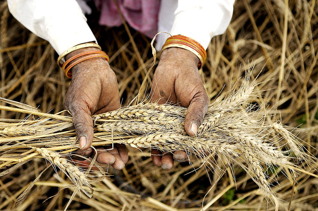 Yoginder Alagh: Wheat import sans tariff hits Indian farmers  