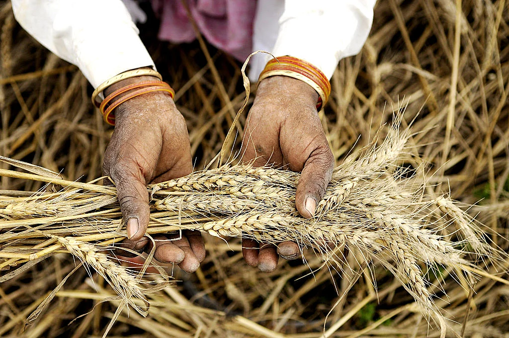 Yoginder Alagh: Wheat import sans tariff hits Indian farmers  