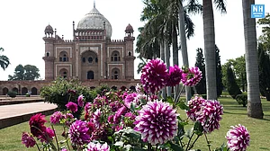 Images: Delhi decked in splendid colours of spring