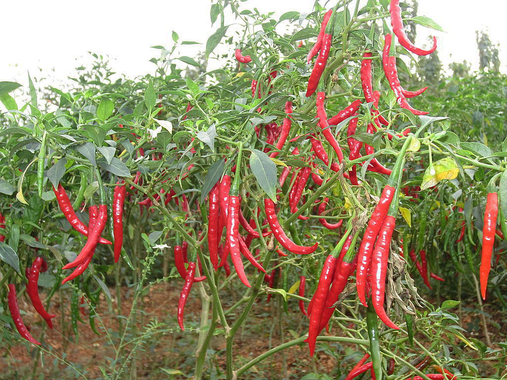 

Telangana chilli farmers refuse to harvest as prices plummet