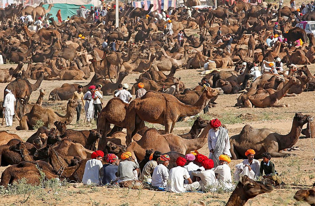 

Alwar casts a shadow on Pushkar cattle fair