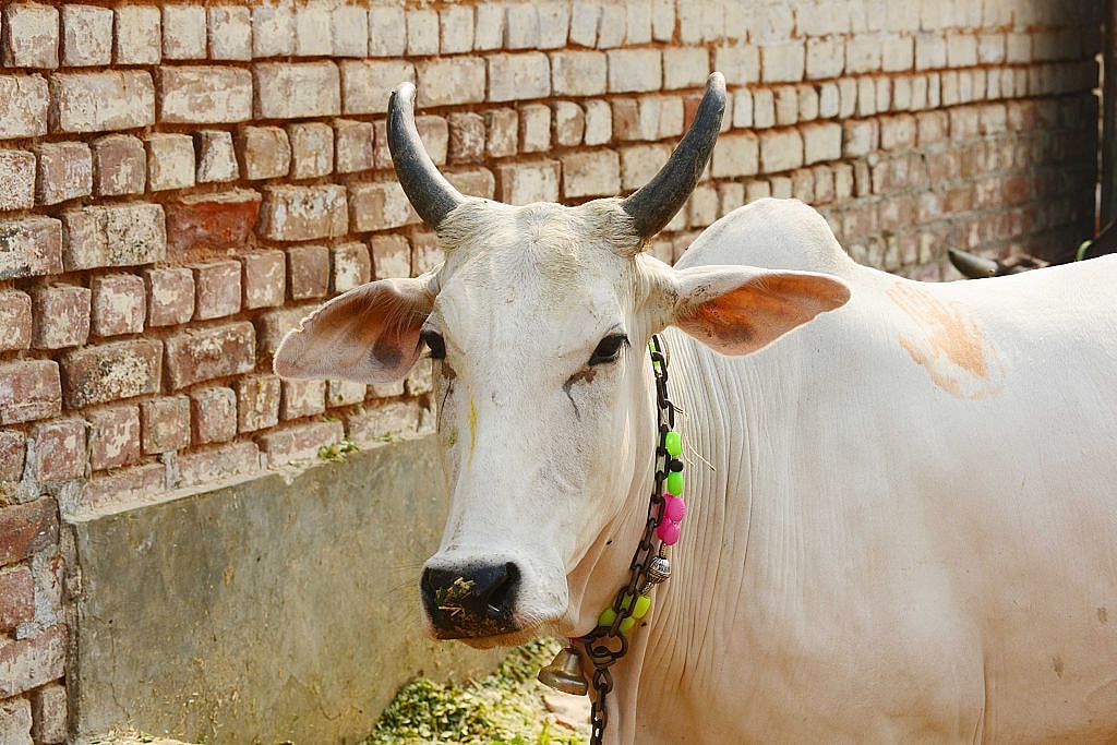 In the Headlines: Centre for UID for  cows