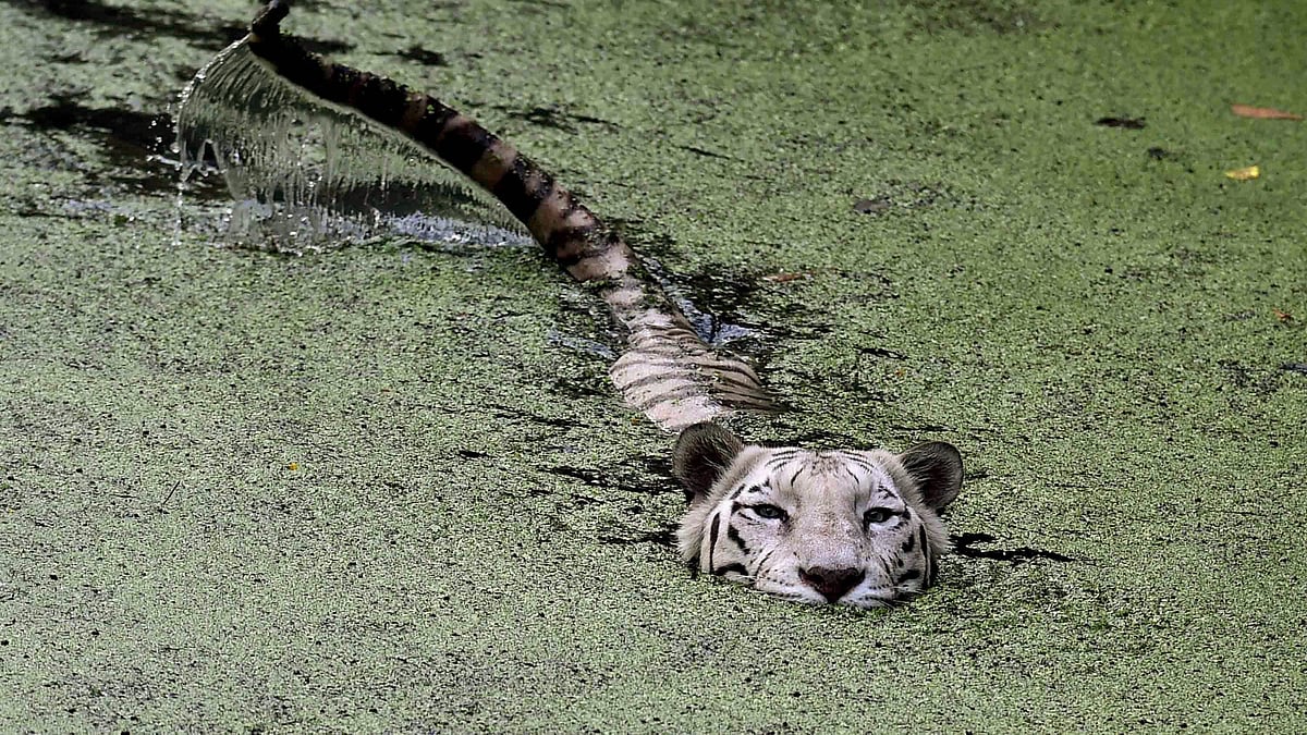 

PTI Photo by Swapan Mahapatra(