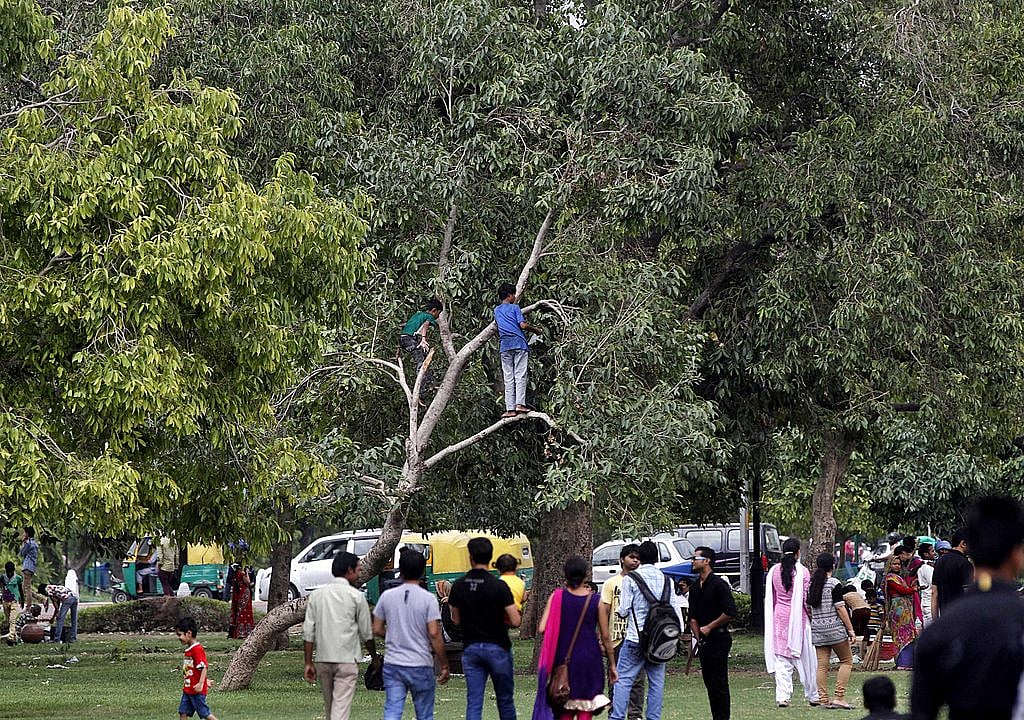 IIT Roorkee makes low-cost solar cells from delectable jamun