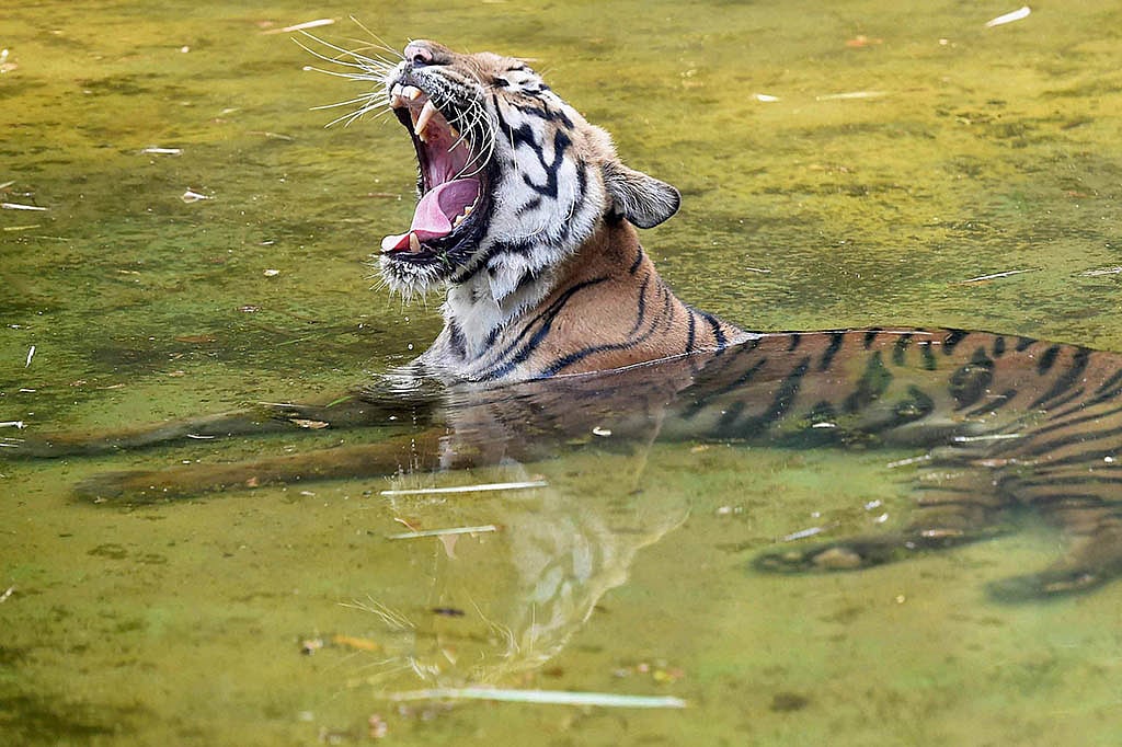 

 PTI Photo by Ashok Bhaumik
